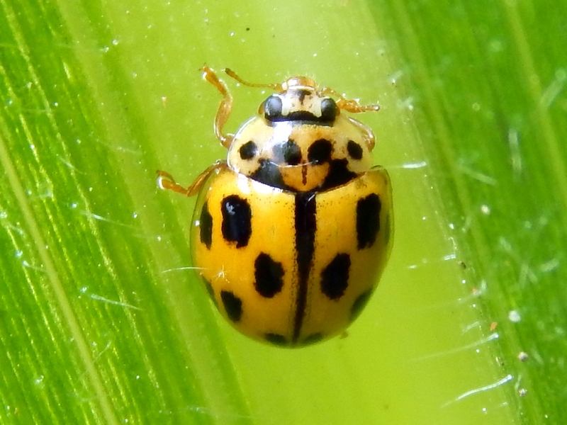 Propylea quatuordecimpunctata, Coccinellidae